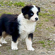 Appy a rejoint le concours — aidez-le/la à gagner de superbes lots ! puppy, dog, animal, black_and_white, blue_eyes, fur, outdoor, grass, ground, young, cute, pet, canine, alert, standing, nature, small, fluffy, adorable, mammal