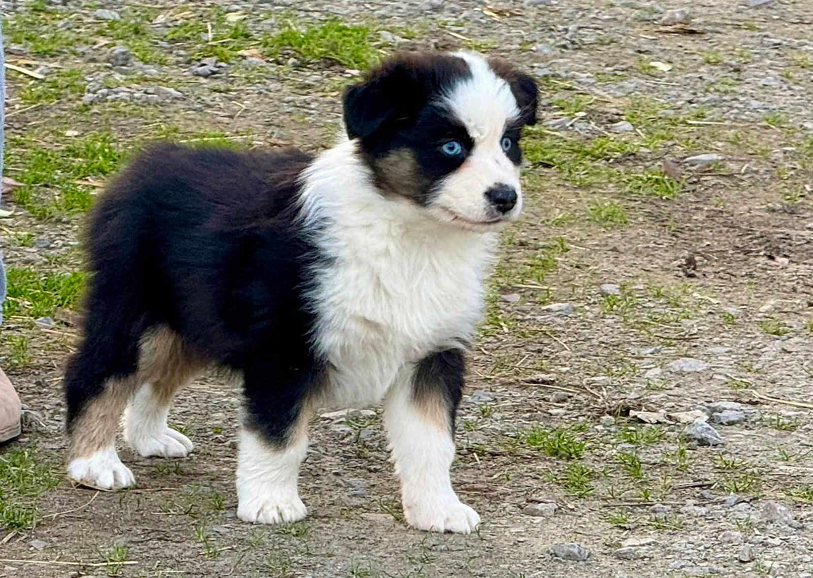 Appy a rejoint le concours — aidez-le/la à gagner de superbes lots ! puppy, dog, animal, black_and_white, blue_eyes, fur, outdoor, grass, ground, young, cute, pet, canine, alert, standing, nature, small, fluffy, adorable, mammal