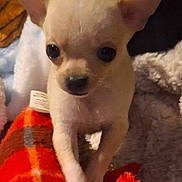 Ralphy joined the competition — help win amazing prizes! puppy, dog, chihuahua, toy, blanket, orange, plaid, small, cute, pet, animal, ears, fur, indoor, young, playing, cozy, closeup, front_view, curious