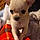 Ralphy