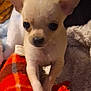 puppy, dog, chihuahua, toy, blanket, orange, plaid, small, cute, pet, animal, ears, fur, indoor, young, playing, cozy, closeup, front_view, curious