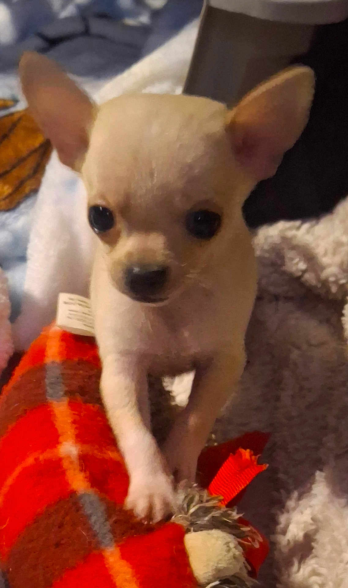 Ralphy joined the competition — help win amazing prizes! puppy, dog, chihuahua, toy, blanket, orange, plaid, small, cute, pet, animal, ears, fur, indoor, young, playing, cozy, closeup, front_view, curious