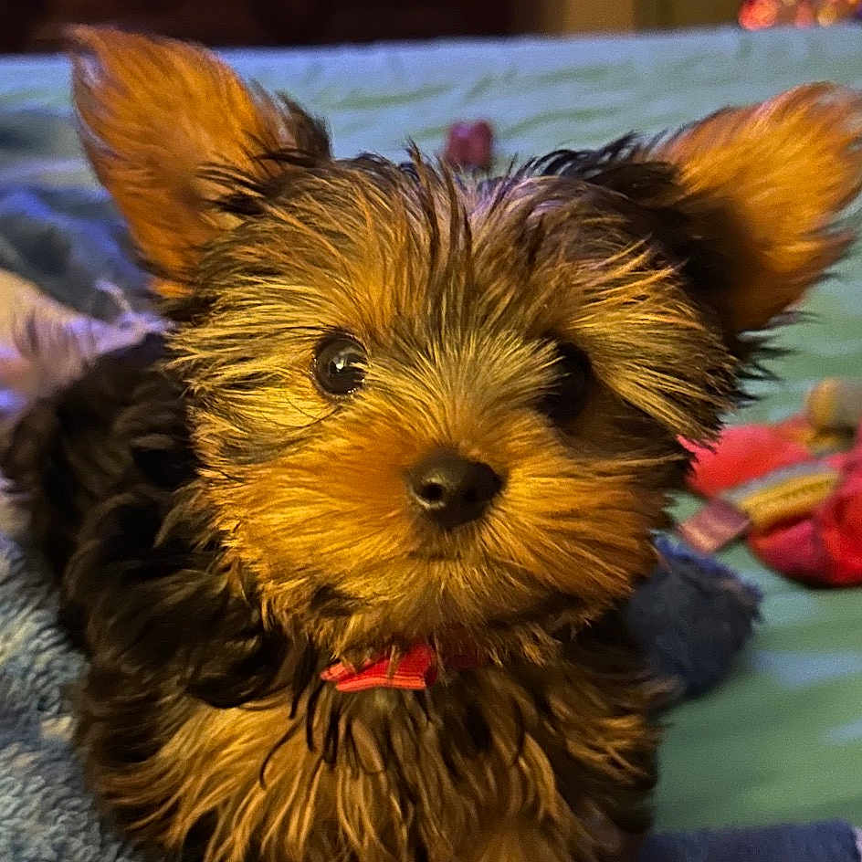 Layla Rose