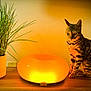 cat, bengal_cat, lamp, potted_plant, indoor, table, wooden_table, home_decor, warm_light, glow, plant, living_room, pet, sitting, striped_fur, green_leaves, ceramic_pot, ambient_lighting, shadow, curious_expression