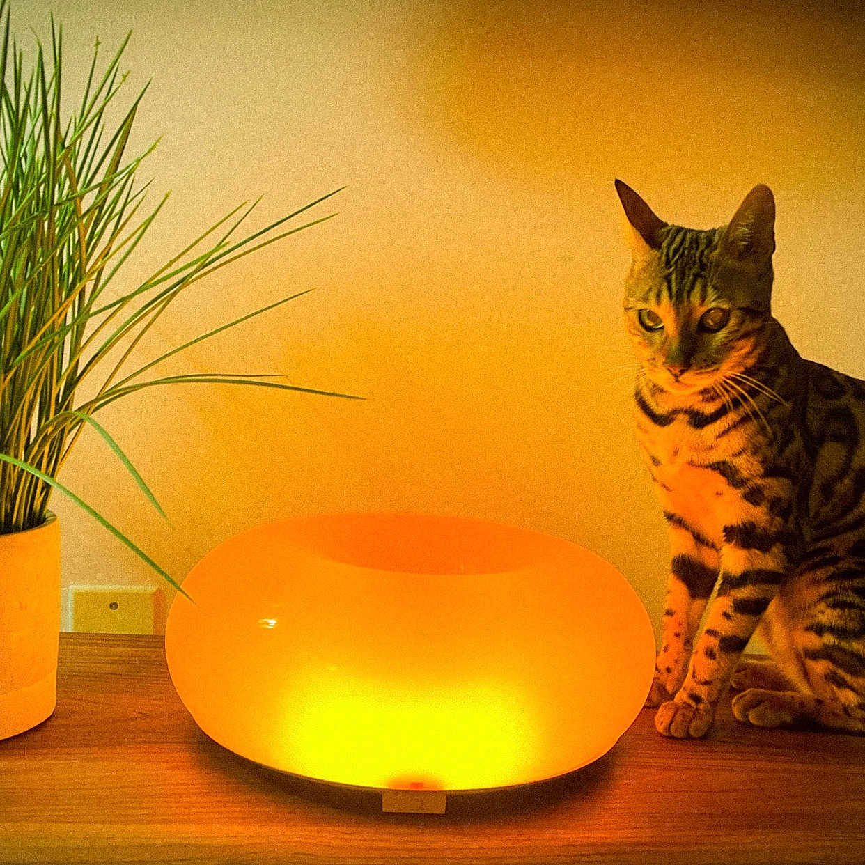 Yulmoo joined the competition — help win amazing prizes! ambient_lighting, bengal_cat, cat, ceramic_pot, curious_expression, glow, green_leaves, home_decor, indoor, lamp, living_room, pet, plant, potted_plant, shadow, sitting, striped_fur, table, warm_light, wooden_table