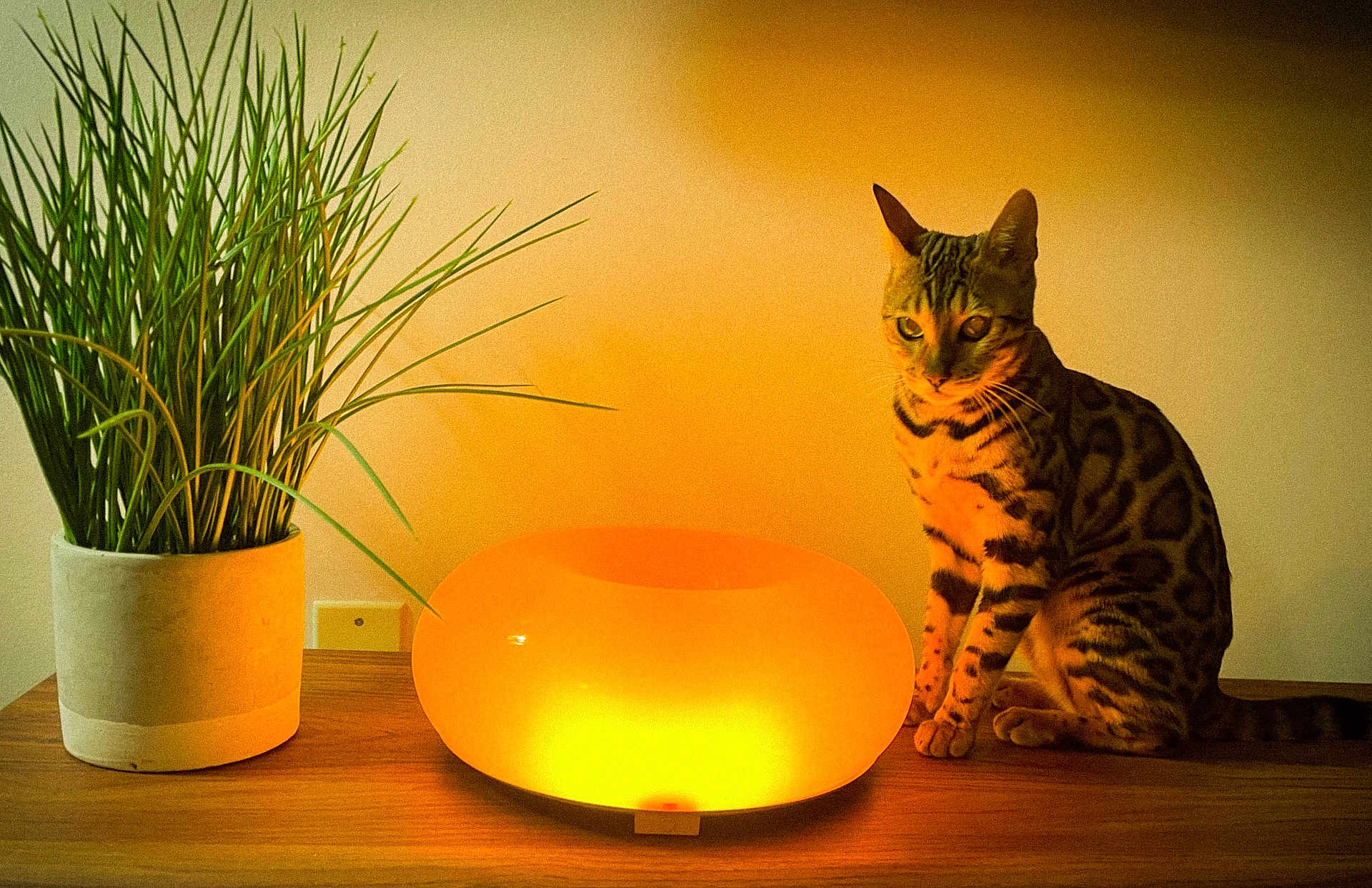Yulmoo joined the competition — help win amazing prizes! cat, bengal_cat, lamp, potted_plant, indoor, table, wooden_table, home_decor, warm_light, glow, plant, living_room, pet, sitting, striped_fur, green_leaves, ceramic_pot, ambient_lighting, shadow, curious_expression