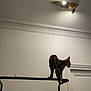 Yulmoo participe au concours pour gagner de l'argent avec cette photo : cat, bengal_cat, spotted_cat, coat_rack, clothes, hanging_clothes, balancing, perch, metal_bar, indoor, ceiling, light_fixture, molding, doorway, silhouette, shadow, pet, home_interior, standing, curiosity