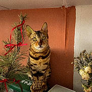 Yulmoo a rejoint le concours — aidez-le/la à gagner de superbes lots ! cat, bengal_cat, green_eyes, tabby, pet, indoor, plant, pine_branch, red_ribbon, flowers, vase, orange_wall, whiskers, ears, sitting, portrait, table, decorations, houseplant, closeup