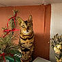 cat, bengal_cat, green_eyes, tabby, pet, indoor, plant, pine_branch, red_ribbon, flowers, vase, orange_wall, whiskers, ears, sitting, portrait, table, decorations, houseplant, closeup