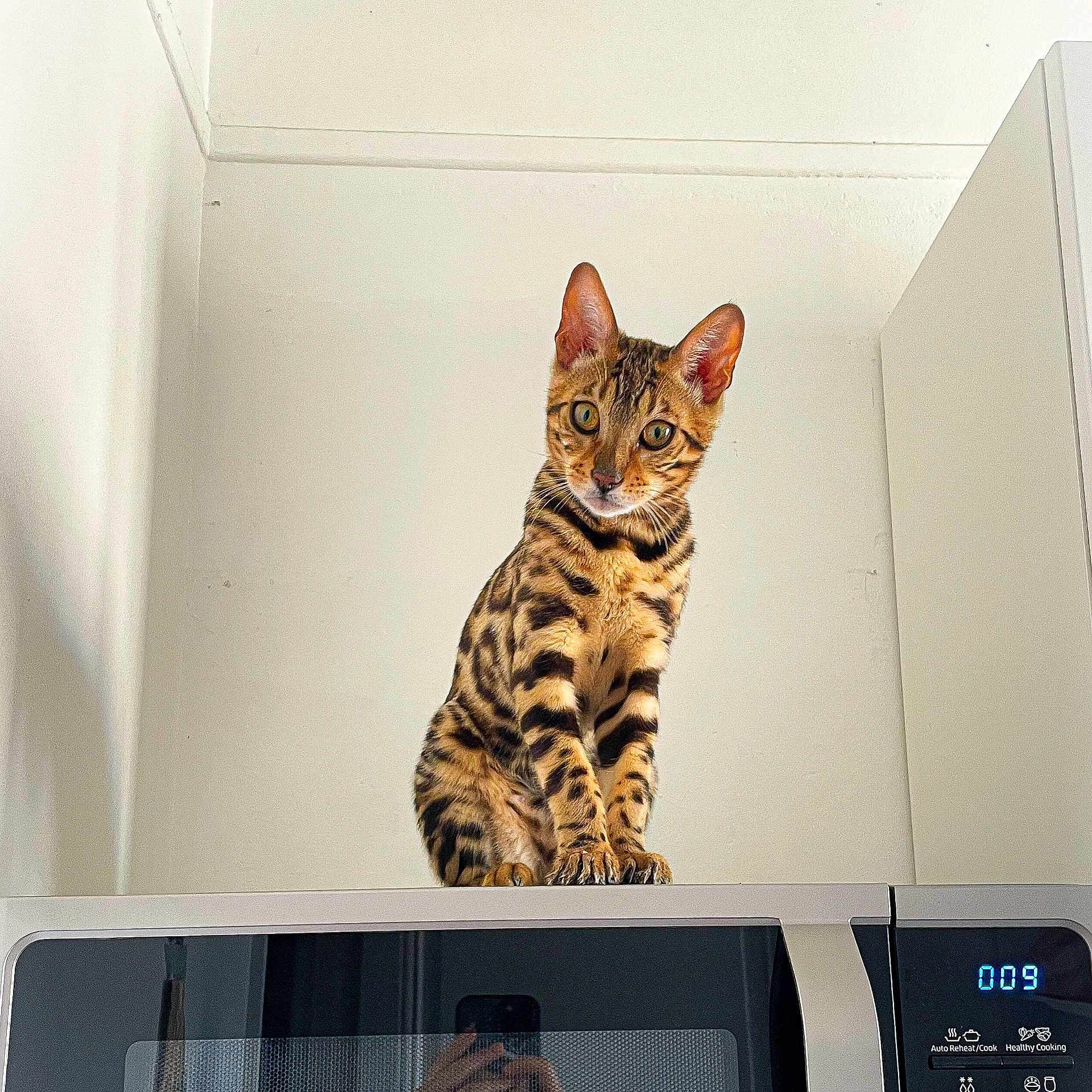 Yulmoo a rejoint le concours — aidez-le/la à gagner de superbes lots ! cat, bengal_cat, kitten, pet, feline, indoor, kitchen, microwave, appliance, curious, stripes, whiskers, ears, fur, sitting, portrait, gaze, white_wall, reflection, countertop
