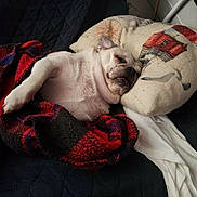 Princess is registered to the contest to win money with this photo: animal, black, blanket, comfort, couch, cozy, cute, dog, fur, home, indoor, pet, pillow, quilted, red, relaxing, resting, sleeping, snuggling, white