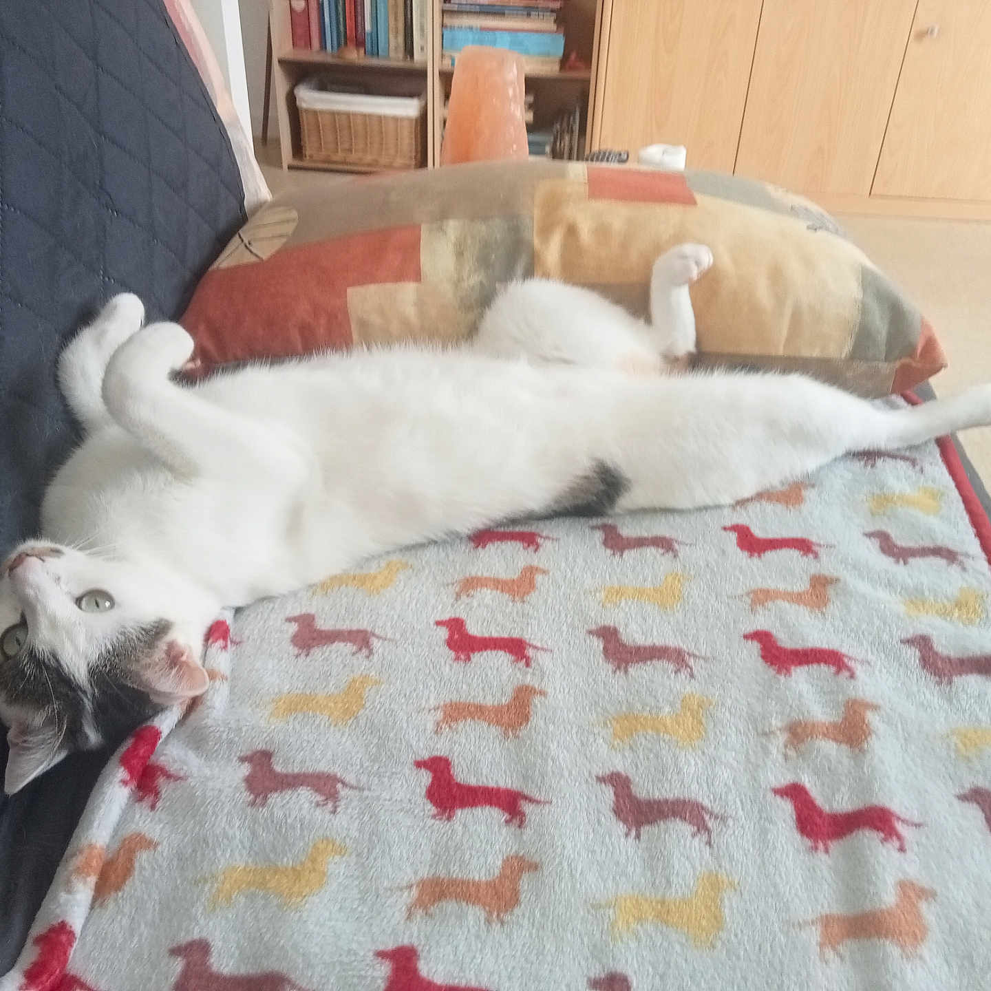 Upsilon participe au concours pour gagner de l'argent avec cette photo : animal, black_patches, blanket, bookshelf, cat, couch, cozy, dog_pattern, floor, furniture, home, indoor, lying_down, mammal, pet, pillow, relaxed, stretching, sunlight, white_cat