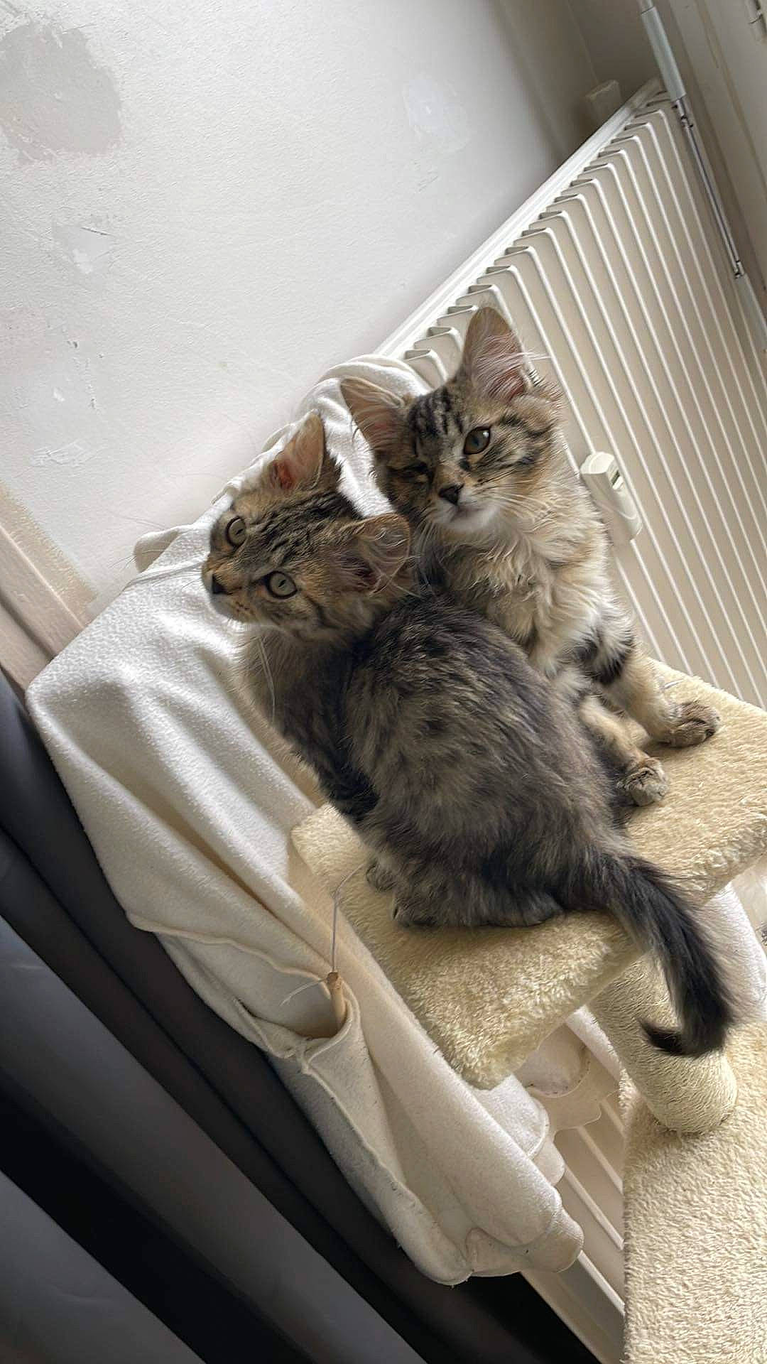 Nala Et Simba participe au concours pour gagner de l'argent avec cette photo : carnivore, cat, claw, comfort, domestic_short_haired_cat, felidae, fur, paw, sitting, small_to_medium_sized_cats, tail, whiskers, wood