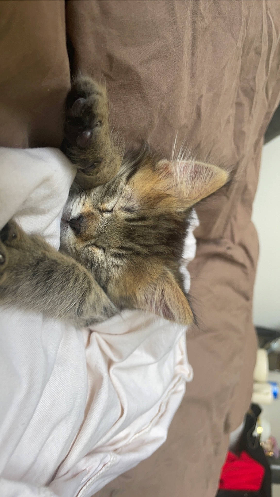 Nala Et Simba participe au concours pour gagner de l'argent avec cette photo : bed, bedding, canidae, carnivore, cat, claw, comfort, domestic_short_haired_cat, felidae, fur, gesture, grey, human_leg, linens, nap, sleeve, small_to_medium_sized_cats, whiskers