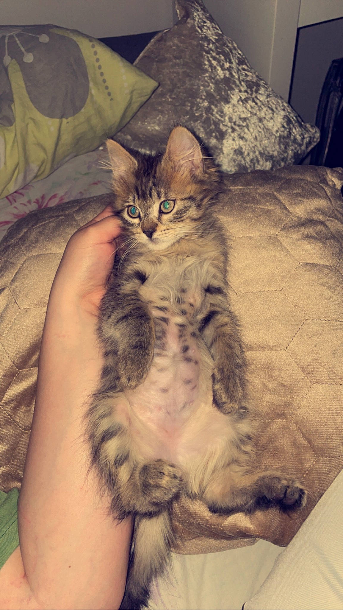 Nala Et Simba a rejoint le concours — aidez-le/la à gagner de superbes lots ! bed, bedding, carnivore, cat, claw, cloud, comfort, domestic_short_haired_cat, felidae, fur, lap, linens, paw, sitting, small_to_medium_sized_cats, snout, tail, textile, thigh, whiskers