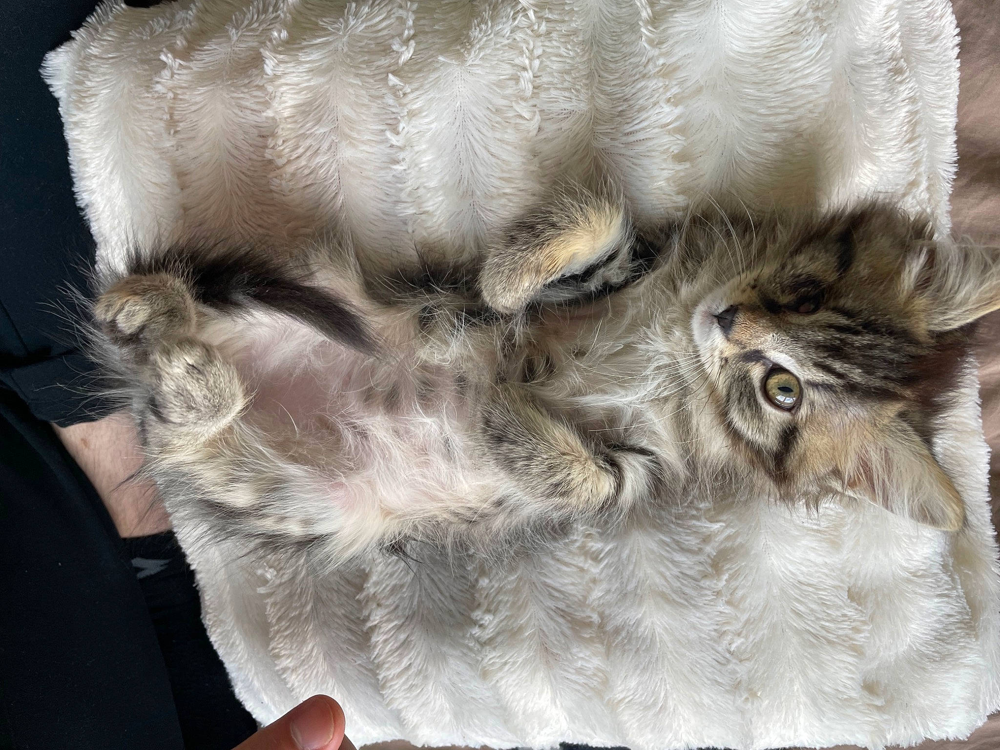 Nala Et Simba a rejoint le concours — aidez-le/la à gagner de superbes lots ! art, british_longhair, fashion_accessory, fawn, feather, felidae, fur, fur_clothing, grey, paw, small_to_medium_sized_cats, tail, whiskers