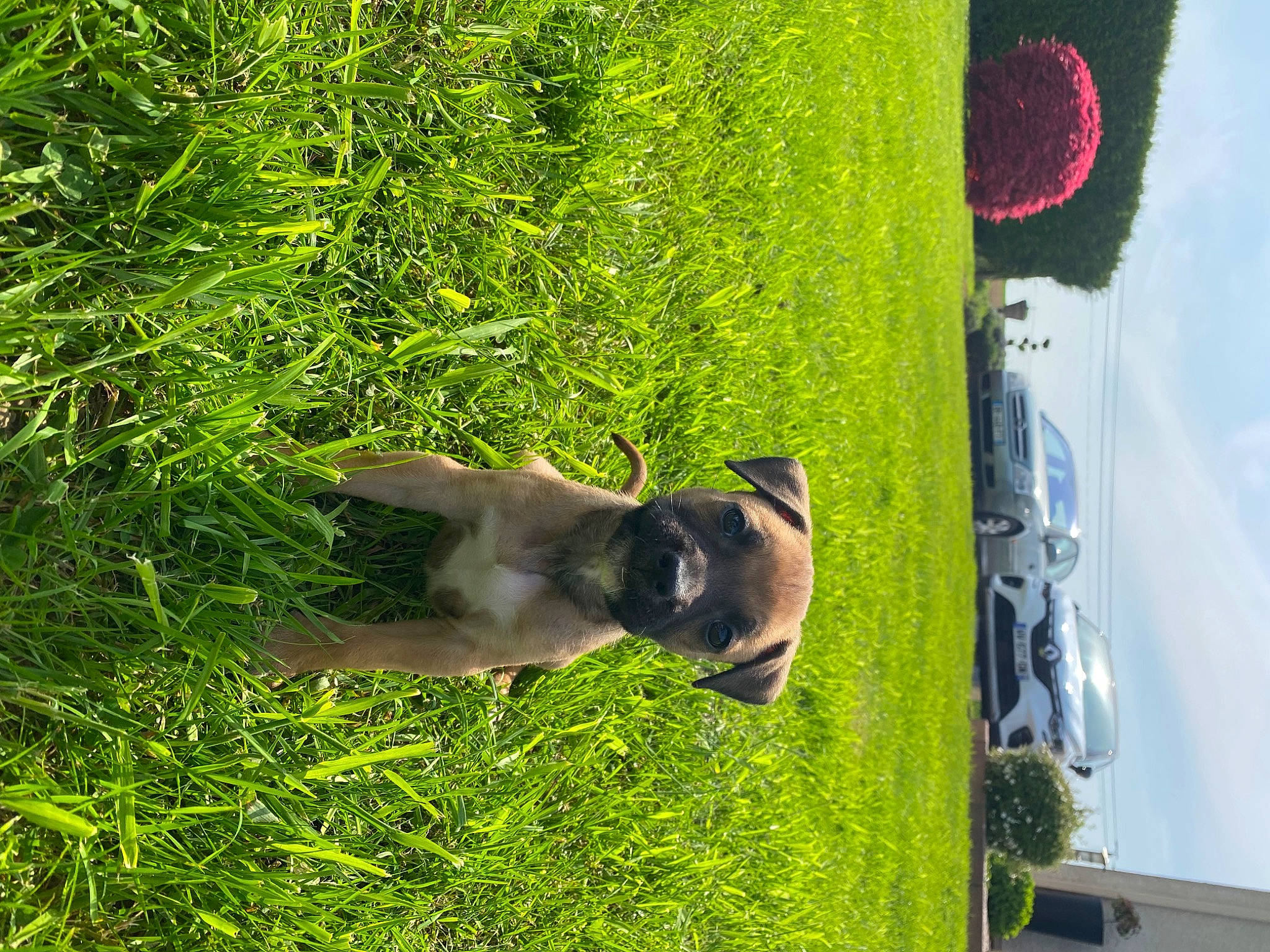 Tempête participe au concours pour gagner de l'argent avec cette photo : botany, canidae, carnivore, dog, dog_breed, fawn, grass, leaf, plant, shrub, sky, snout, sporting_group, tail, terrestrial_plant, tints_and_shades, tree, vegetation, water, window