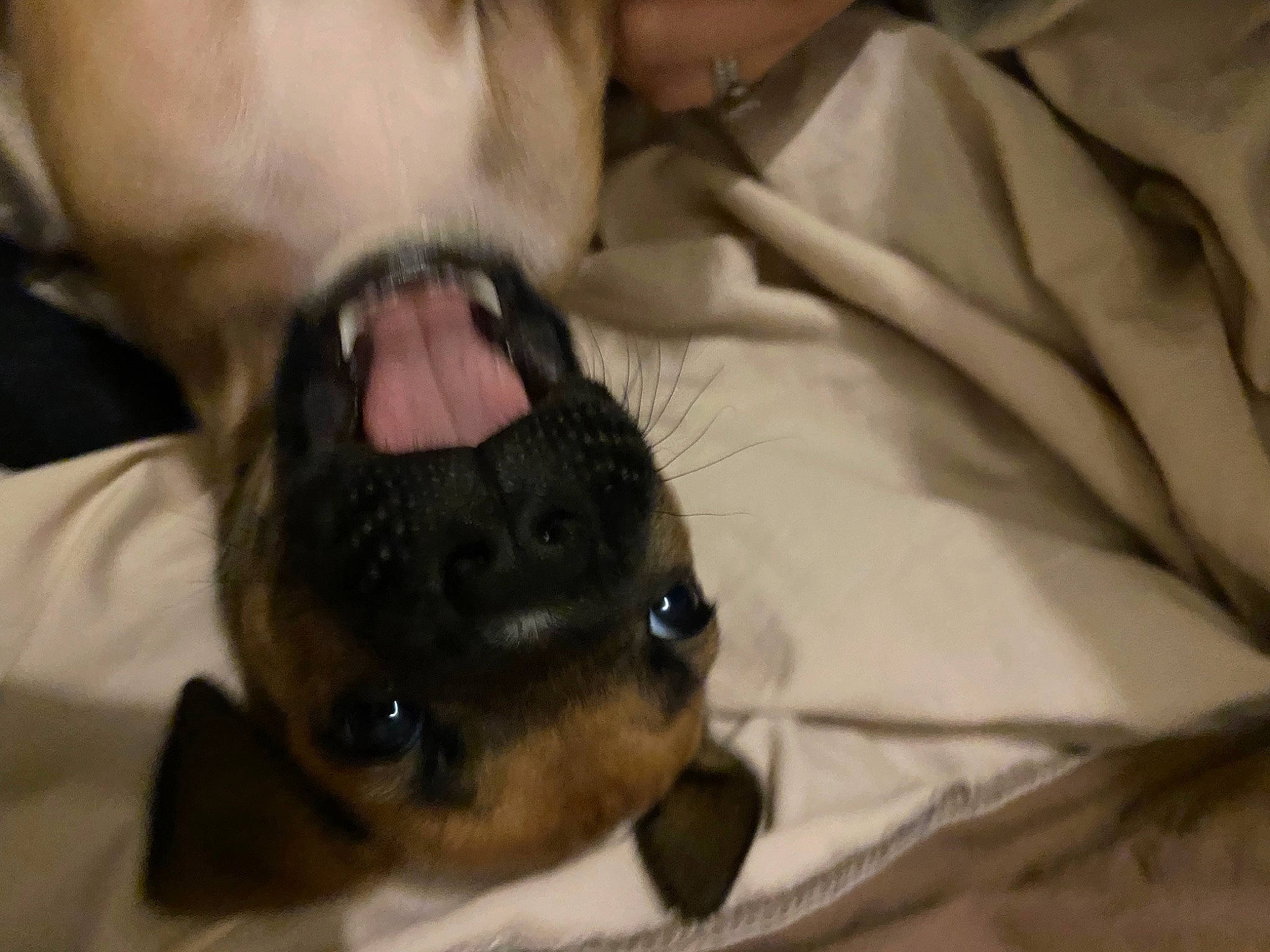 Tempête a rejoint le concours — aidez-le/la à gagner de superbes lots ! carnivore, chihuahua, comfort, companion_dog, dog, dog_breed, ear, eyelash, fawn, fur, jaw, paw, pinscher, puppy_love, snout, sporting_group, terrestrial_animal, toy_dog, whiskers, working_animal