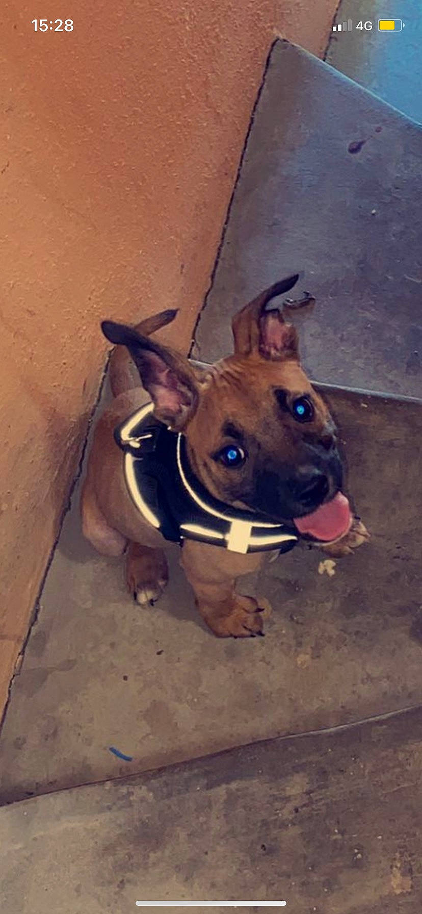 Tempête a rejoint le concours — aidez-le/la à gagner de superbes lots ! canidae, carnivore, collar, companion_dog, concrete, dog, dog_breed, dog_collar, dog_supply, ear, eye, non_sporting_group, pet_supply, sporting_group, terrestrial_animal, whiskers, working_animal, working_dog