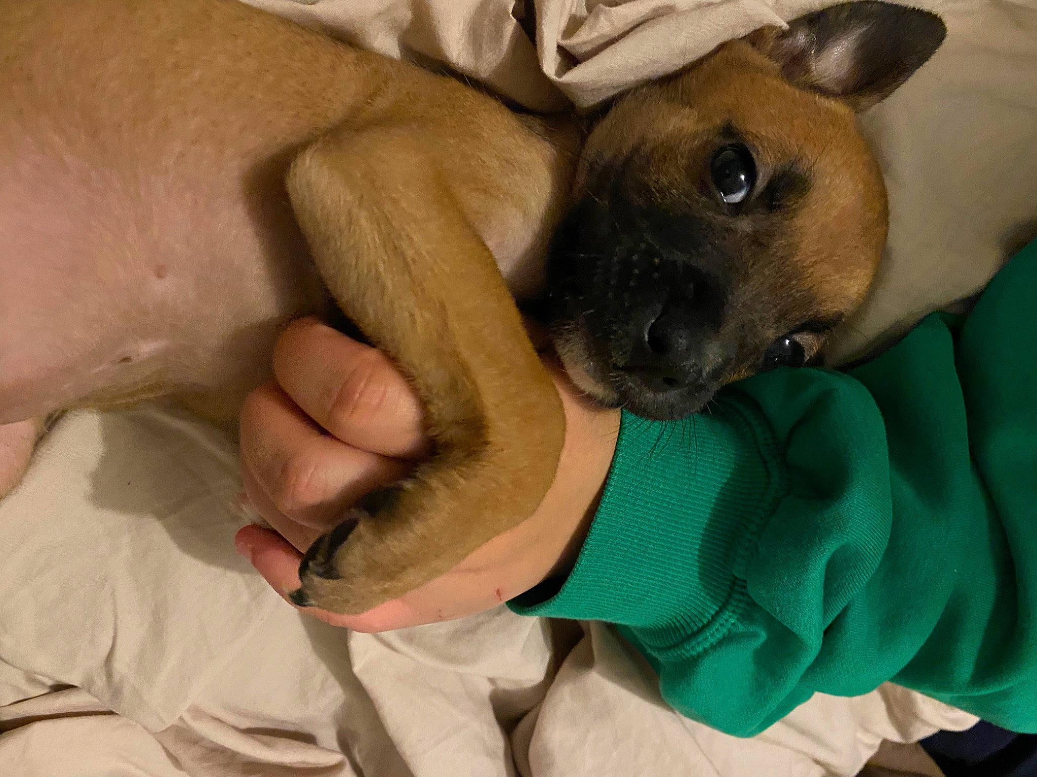 Tempête participe au concours pour gagner de l'argent avec cette photo : canidae, carnivore, comfort, companion_dog, dog, dog_breed, ear, elbow, fawn, fur, gesture, nail, non_sporting_group, paw, snout, sporting_group, thumb, whiskers, working_animal, wrist