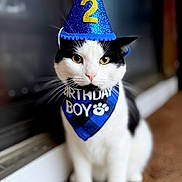 Turbo is registered to the contest to win money with this photo: animal, bandana, birthday_hat, black_and_white, blue, cat, celebration, closeup, cute, eyes, face, feline, fur, indoor, number_2, party, pet, portrait, sitting, whiskers