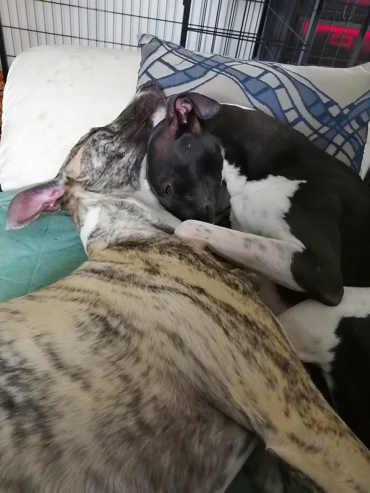 Uzzi a rejoint le concours — aidez-le/la à gagner de superbes lots ! australian_cattle_dog, canidae, carnivore, comfort, companion_dog, dog, dog_breed, fawn, felidae, fur, guard_dog, linens, mammal, nap, sleep, snout, sporting_group, vertebrate, whiskers, working_animal