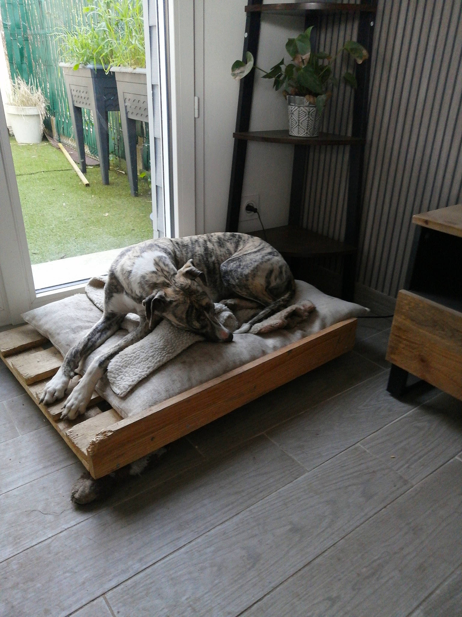 Uzzi participe au concours pour gagner de l'argent avec cette photo : carnivore, comfort, companion_dog, couch, curtain, dog, dog_breed, door, felidae, floor, flooring, hardwood, house, living_room, outdoor_furniture, plant, shade, sidewalk, studio_couch, wood