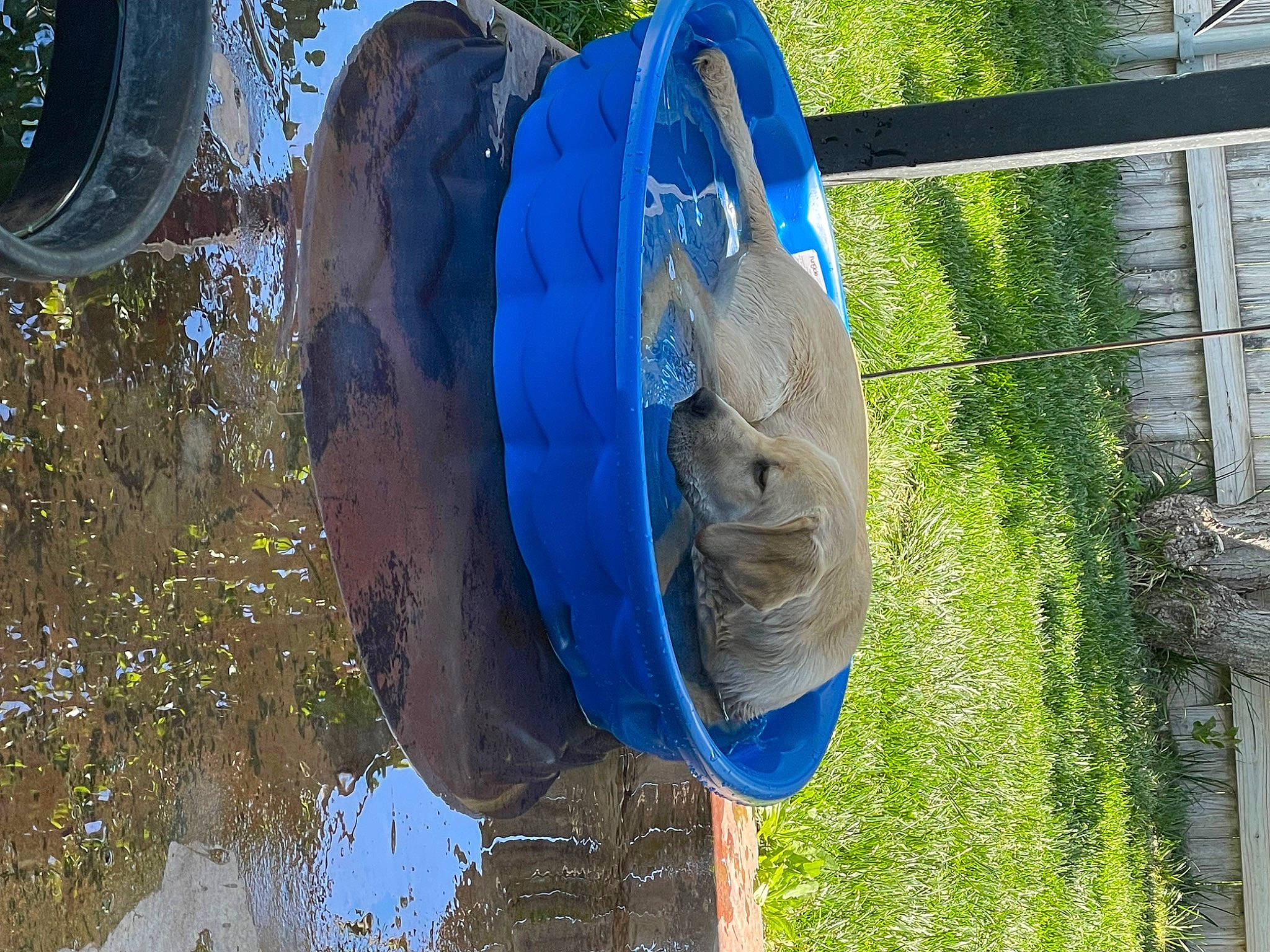 Gus joined the competition — help win amazing prizes! art, auto_part, automotive_tire, automotive_wheel_system, azure, circle, daytime, electric_blue, grass, leaf, motor_vehicle, plant, reflection, tree, trunk, water, watercraft, wood, woody_plant, world