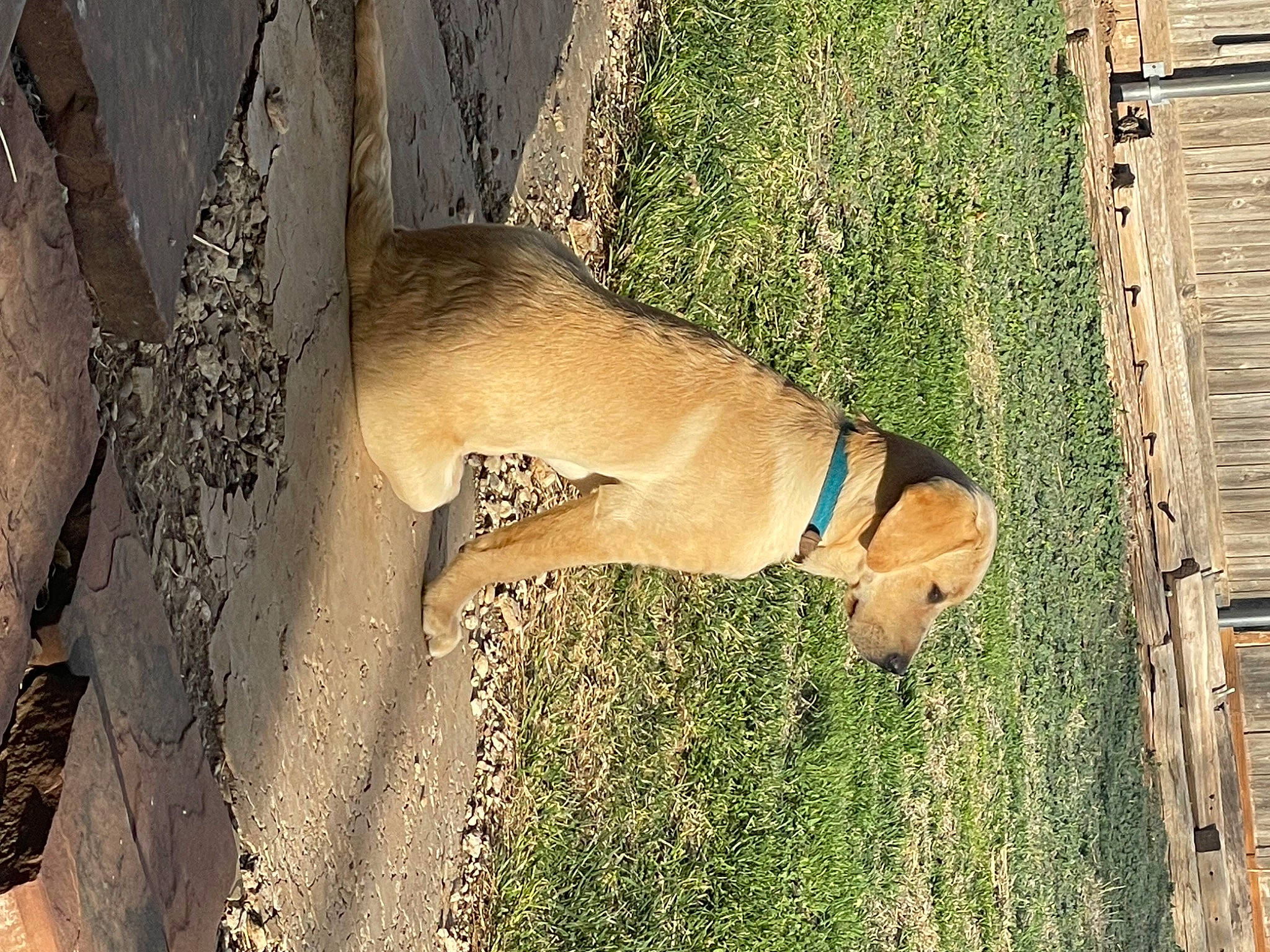 Gus is registered to the contest to win money with this photo: carnivore, collar, companion_dog, dog, dog_breed, dog_collar, dog_supply, fawn, grass, guard_dog, human_leg, pet_supply, plant, snout, sporting_group, tail, terrestrial_animal, wildlife, wood, working_animal
