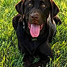 animal, ball, canine, chocolate_labrador, closeup, collar, dog, grass, greenery, happy, labrador, laying_down, nature, outdoor, pet, playful, summer, sunlight, tongue, tongue_out