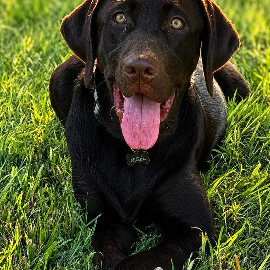 Nigel