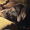 dog, black_dog, side_profile, close_up, couch, pillow, indoor, pet, resting, fur, animal, lighting, texture, calm, portrait, warm_light, home, relaxation, snout, ear