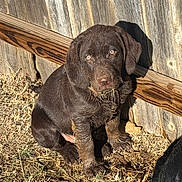 Nigel joined the competition — help win amazing prizes! puppy, dog, muddy, chocolate_labrador, outdoor, wooden_fence, grass, sunlight, pet, young_dog, brown_dog, canine, animal, sitting, looking_up, nature, yard, playful, cute, fur