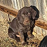 puppy, dog, muddy, chocolate_labrador, outdoor, wooden_fence, grass, sunlight, pet, young_dog, brown_dog, canine, animal, sitting, looking_up, nature, yard, playful, cute, fur