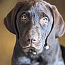 animal, brown_fur, canine, closeup, collar, cute, dog, domestic, ears, eyes, face, fur, indoor, labrador, looking, mammal, pet, portrait, puppy, young