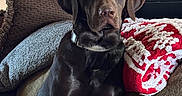 Nigel joined the competition — help win amazing prizes! dog, labrador, chocolate, pet, indoor, couch, pillow, blanket, cozy, furniture, canine, domestic_animal, looking, sitting, collar, brown, home, relaxed, portrait, animal