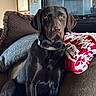 animal, blanket, brown, canine, chocolate, collar, couch, cozy, dog, domestic_animal, furniture, home, indoor, labrador, looking, pet, pillow, portrait, relaxed, sitting