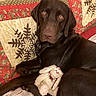 animal, bed, blanket, brown, bunny, chocolate_labrador, companion, cozy, cute, decorative, dog, fluffy, indoor, pet, portrait, quilt, relaxed, resting, soft_toy, stuffed_toy