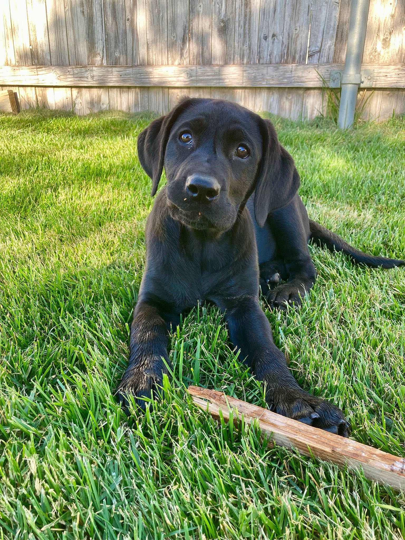 Scout is registered to the contest to win money with this photo: borador, canidae, carnivore, companion_dog, dog, dog_breed, dog_collar, fawn, grass, grassland, groundcover, guard_dog, gun_dog, liver, plant, snout, sporting_group, terrestrial_animal, whiskers, working_animal
