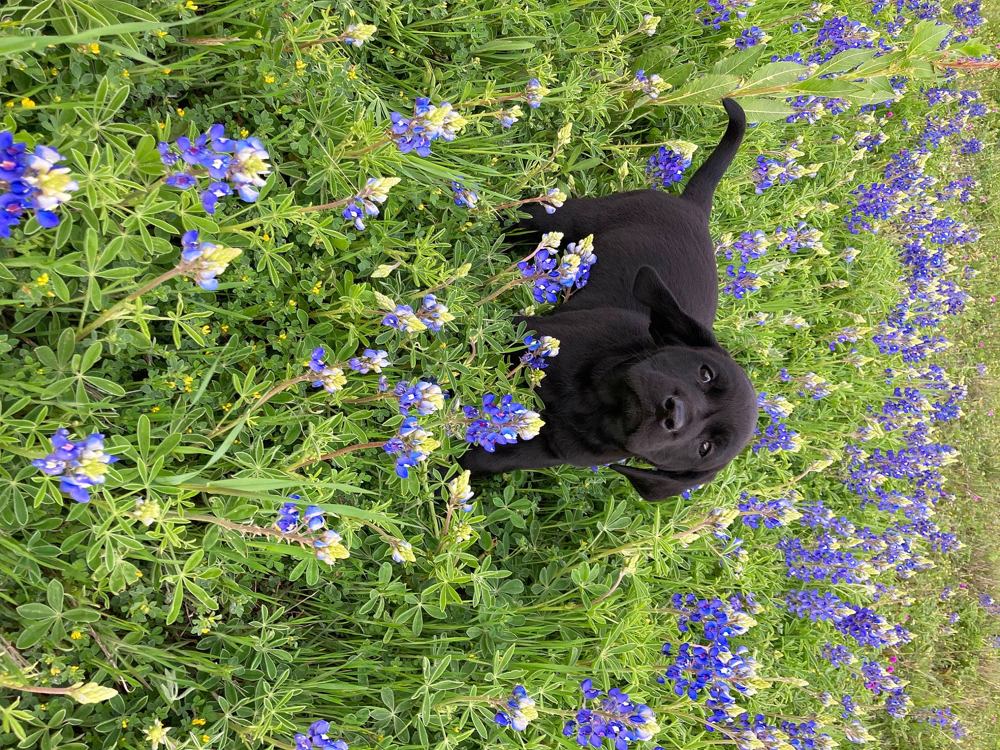 Scout