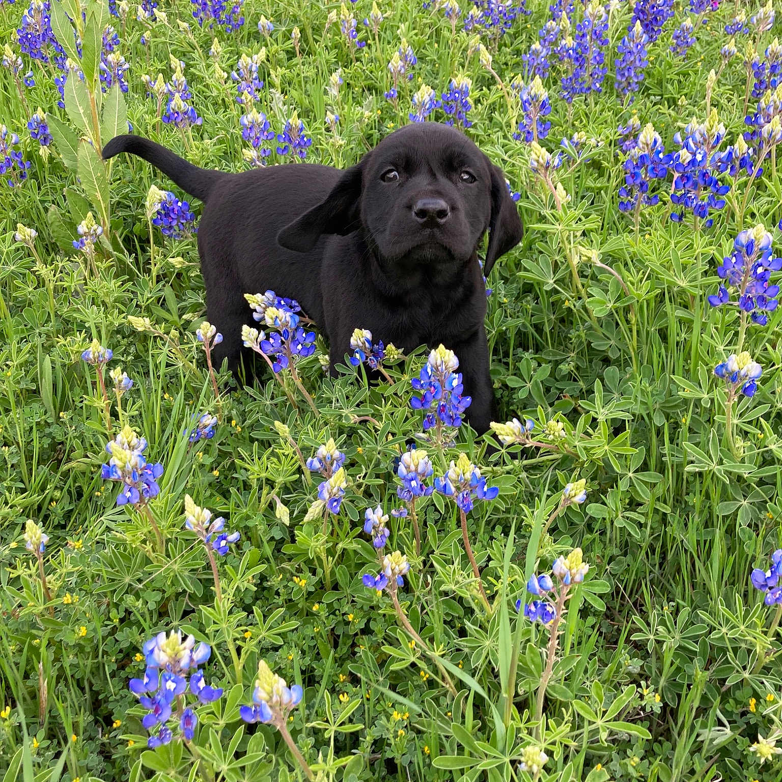 Scout