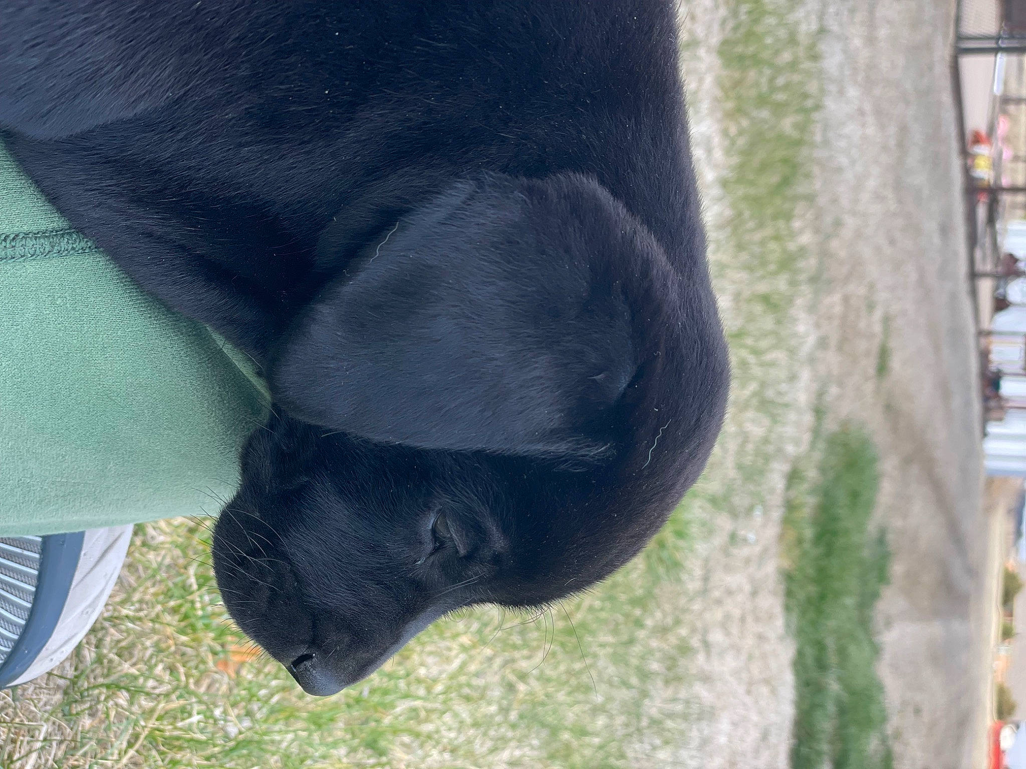 Scout is registered to the contest to win money with this photo: borador, canidae, carnivore, companion_dog, dog, dog_breed, electric_blue, foot, fur, grass, guard_dog, human_leg, non_sporting_group, plant, snout, sporting_group, tail, terrestrial_animal, working_animal
