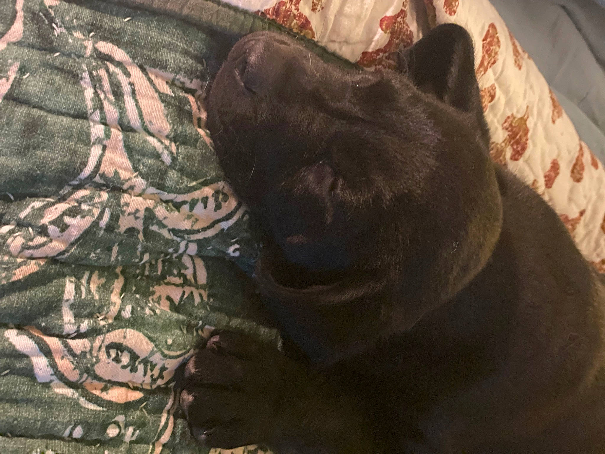 Scout is registered to the contest to win money with this photo: canidae, carnivore, comfort, companion_dog, dog, dog_breed, fawn, felidae, fur, grey, military_camouflage, pattern, sleeve, small_to_medium_sized_cats, snout, sporting_group, tail, terrestrial_animal, whiskers, working_animal