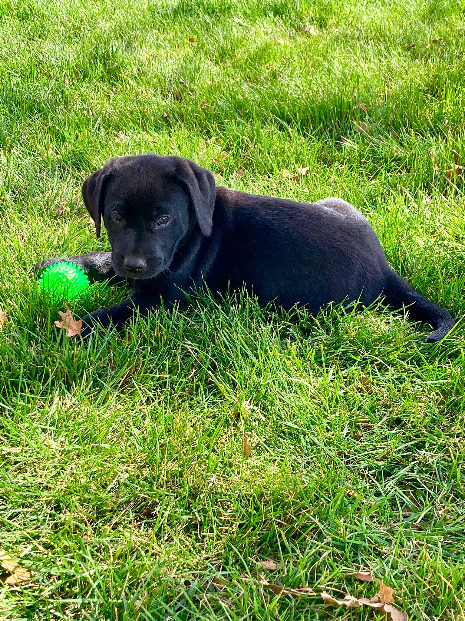 Scout is registered to the contest to win money with this photo: ball, borador, carnivore, companion_dog, dog, dog_breed, dog_collar, grass, grass_family, grassland, groundcover, gun_dog, plant, sporting_group, tail, terrestrial_animal, working_animal