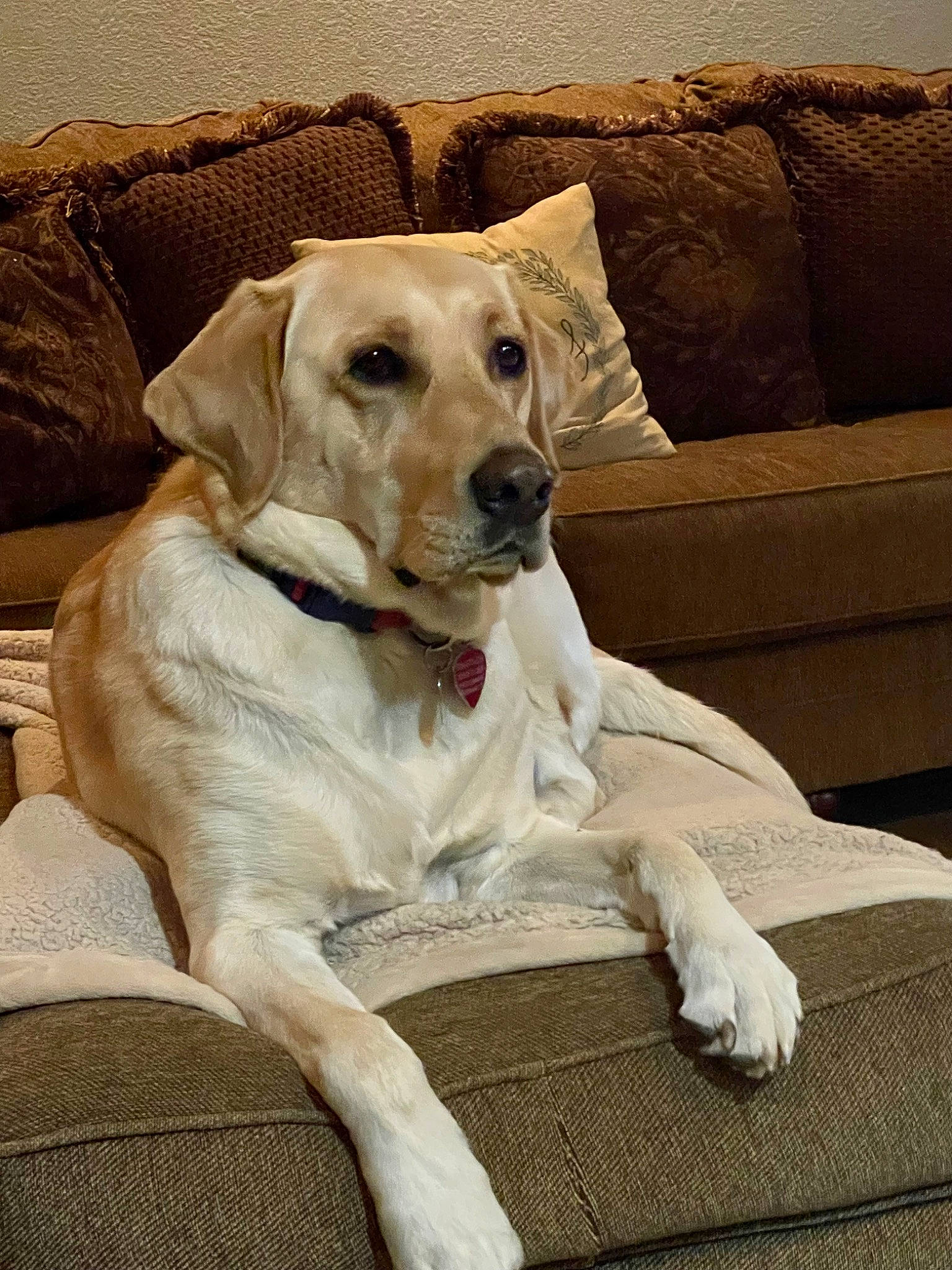 Molly joined the competition — help win amazing prizes! canidae, carnivore, collar, comfort, companion_dog, dog, dog_breed, dog_collar, dog_supply, fawn, non_sporting_group, pet_supply, puppy, snout, sporting_group, whiskers, wood, working_animal, working_terrier