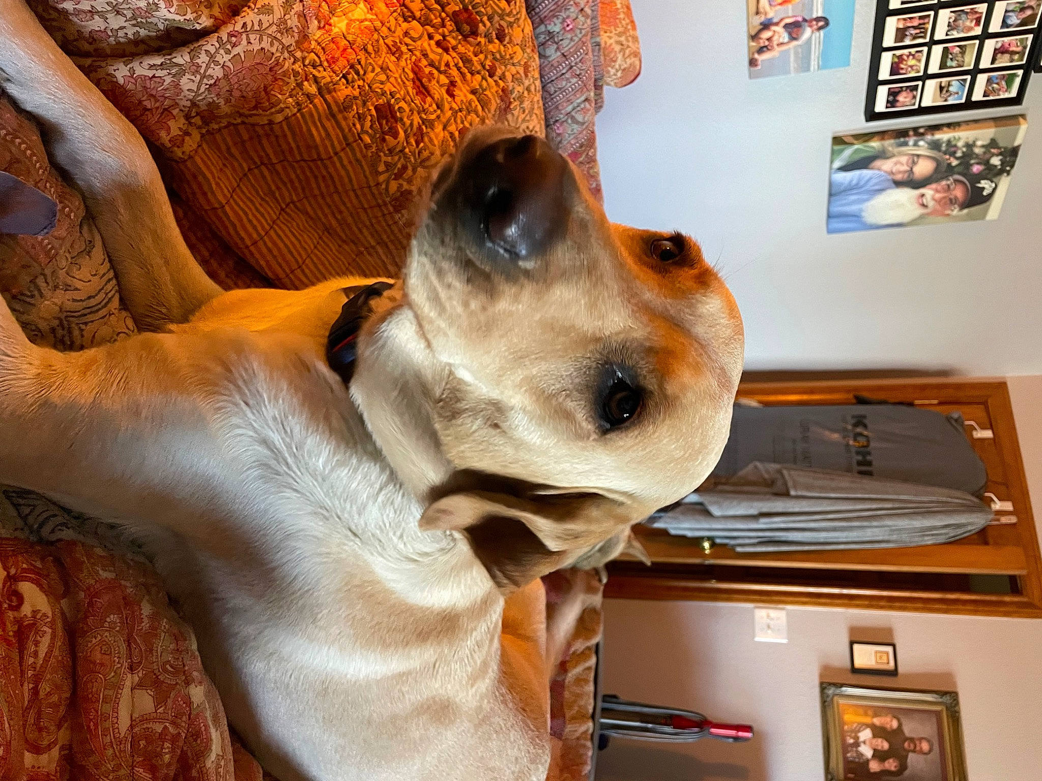 Molly joined the competition — help win amazing prizes! art, canidae, carnivore, collar, comfort, companion_dog, dog, dog_breed, dog_collar, dog_supply, eyewear, fawn, fur, hat, picture_frame, snout, sporting_group, whiskers, wood, working_animal