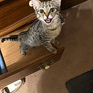 Joey is registered to the contest to win money with this photo: kitten, tabby, cat, drawer, wooden_furniture, carpet, indoor, pet, cute, animal, curious, playful, feline, young, looking_up, wide_eyes, mouth_open, small, domestic, home