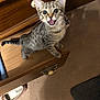 kitten, tabby, cat, drawer, wooden_furniture, carpet, indoor, pet, cute, animal, curious, playful, feline, young, looking_up, wide_eyes, mouth_open, small, domestic, home
