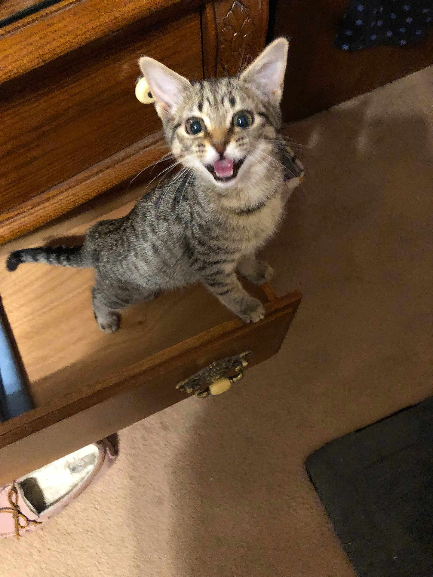 Joey is registered to the contest to win money with this photo: kitten, tabby, cat, drawer, wooden_furniture, carpet, indoor, pet, cute, animal, curious, playful, feline, young, looking_up, wide_eyes, mouth_open, small, domestic, home