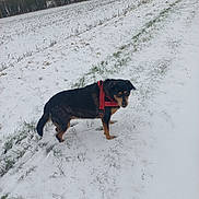 Laxy participe au concours pour gagner de l'argent avec cette photo : dog, snow, winter, outdoor, grass, path, harness, animal, canine, nature, field, forest, cold, daylight, walking, pet, fur, standing, rural, scenery
